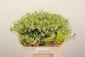 ANIGOZANTHUS 60